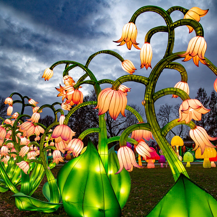 Linternas de flores en exhibición