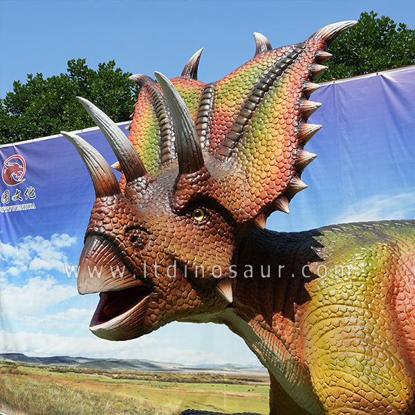 Head of Ceratops Chasmosauruses