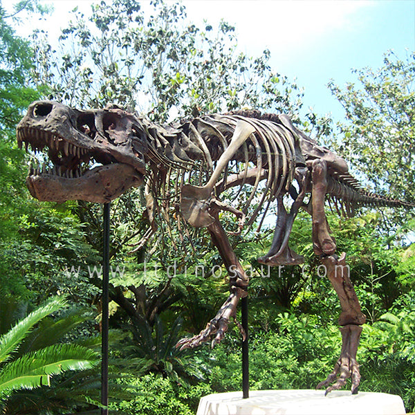 Museum Level T-rex Skeleton